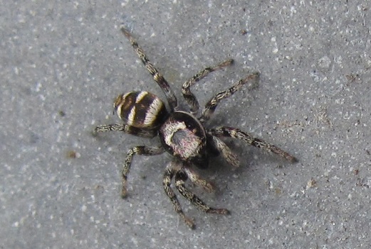 Salticidae: Salticus scenicus  - Sostegno (BI)